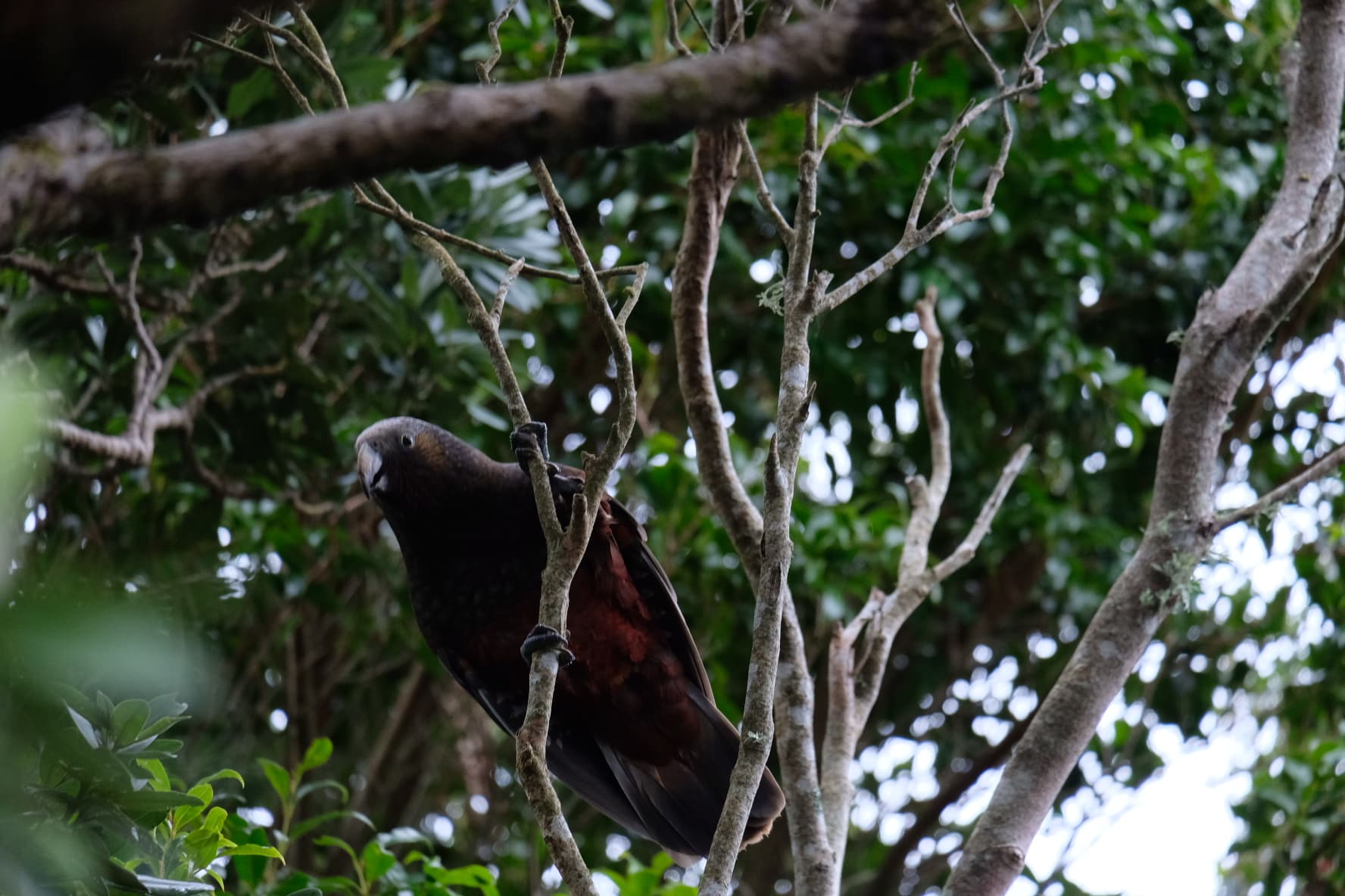 Kākā visitor